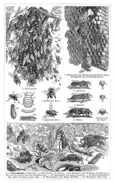 Bees engraving 1897