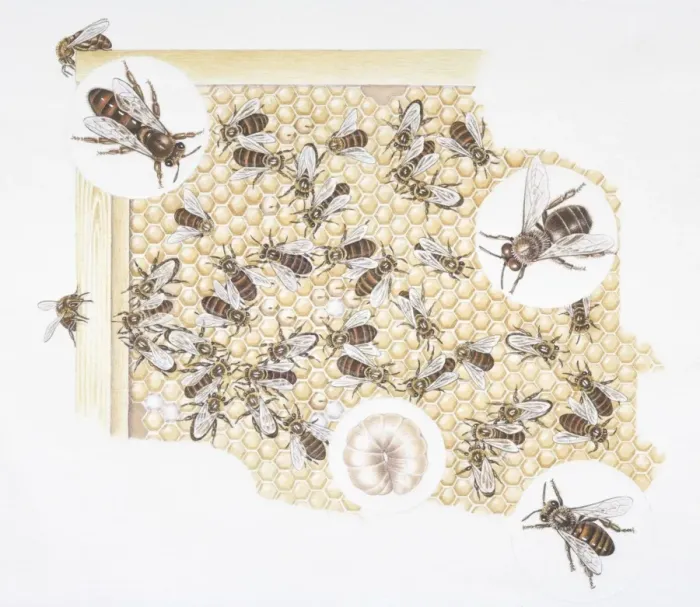 Framed Print : Bees and larvae inside beehive Framed Print : Bees and larvae inside beehive