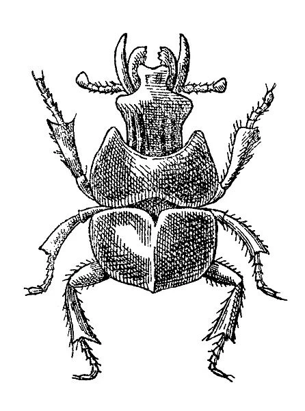 Beetle. Illustration engraving of the adult beetle