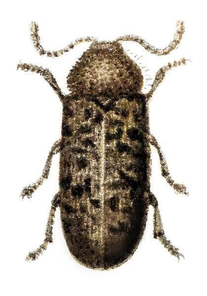 Beetle, Anobium Tessellatum