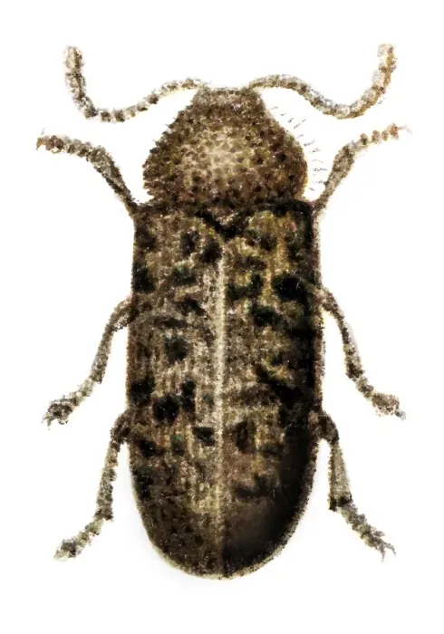 Framed Print : Beetle, Anobium Tessellatum Framed Print : Beetle, Anobium Tessellatum