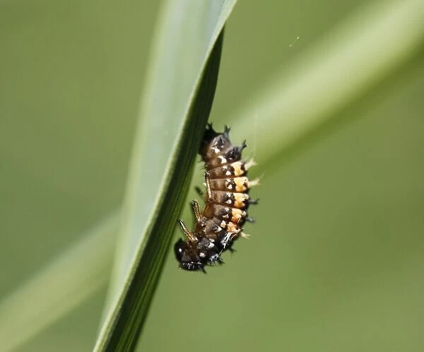 Beetle larva before pupation, Asian Ladybug (Harmonia axyridis), Upper Bavaria, Bavaria, Germany, Europe