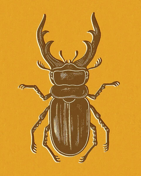 Beetle on Orange Background