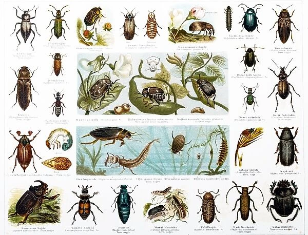 Beetles. illustration of a Beetles