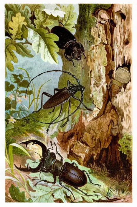 Framed Print : Beetles Chromolithograph 1884 Framed Print : Beetles Chromolithograph 1884