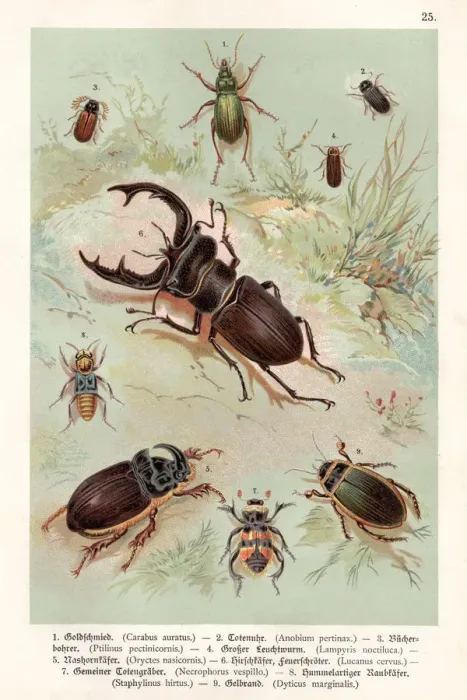 Framed Print : Beetles chromolithography 1888