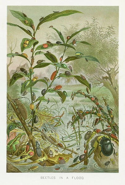 Beetles in a flood chromolithograph 1896