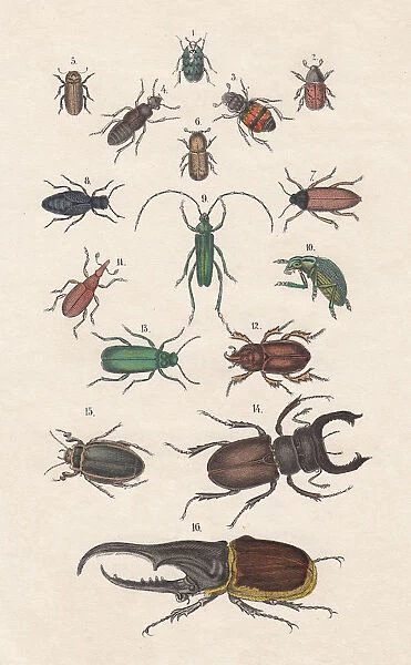 Beetles, hand-colored lithograph, published in 1880