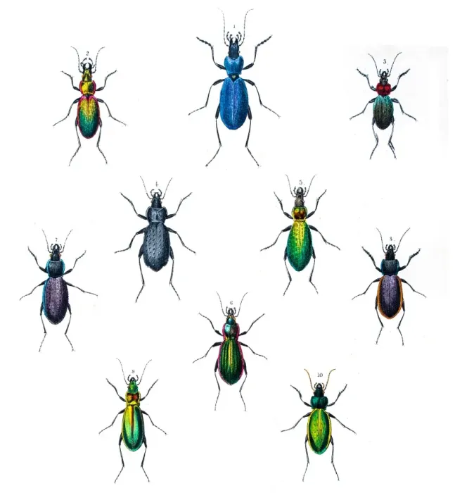 Framed Print : Beetles illustration 1853 Framed Print : Beetles illustration 1853