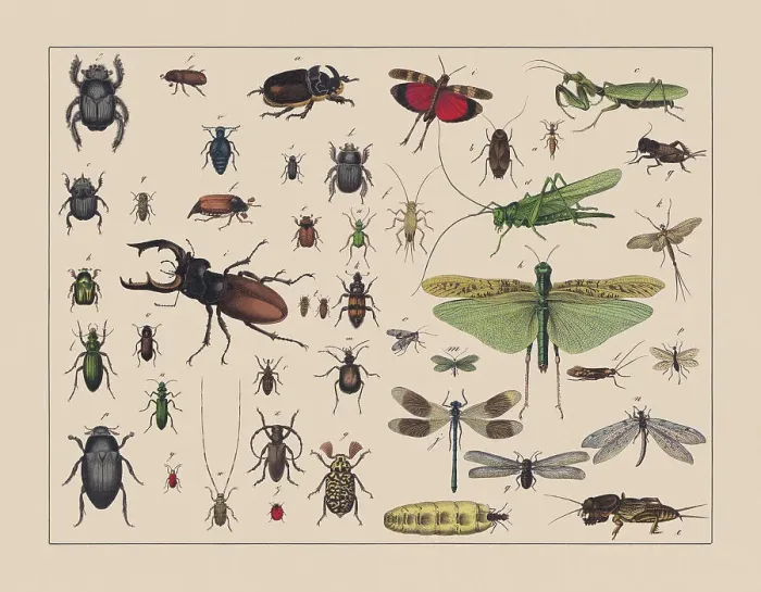 Framed Print : Beetles, locusts, and net-winged insects, hand-colored chromolithograph, published in 1882 Framed Print : Beetles, locusts, and net-winged insects, hand-colored chromolithograph, published in 1882