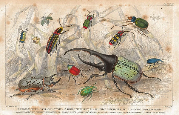 Beetles old litho print from 1852