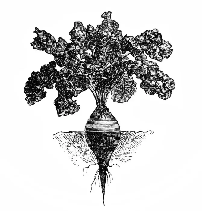 Framed Print : beetroot. Antique illustration of beetroot Framed Print : beetroot. Antique illustration of beetroot