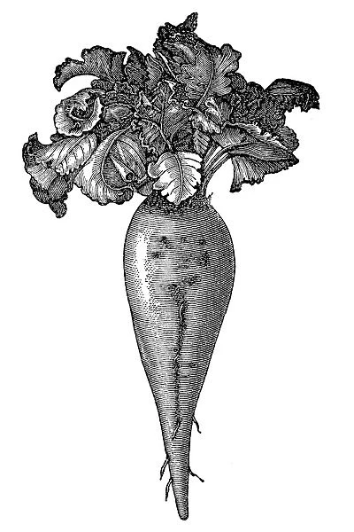 Beetroot. Illustration of a vegetable Beetroot