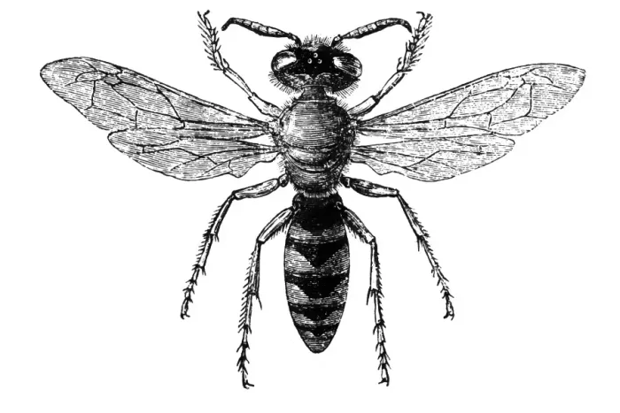 Framed Print : Beewolves (genus Philanthus), also known as bee-hunters or bee-killer wasps Framed Print : Beewolves (genus Philanthus), also known as bee-hunters or bee-killer wasps