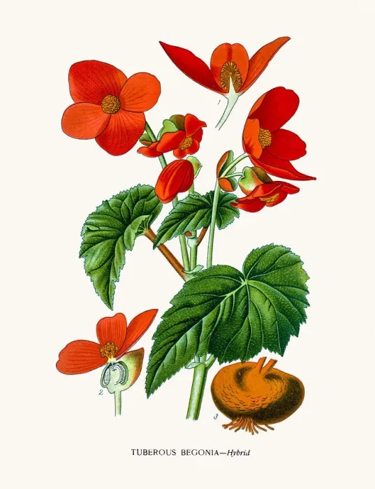 Framed Print : Begonia flower Framed Print : Begonia flower