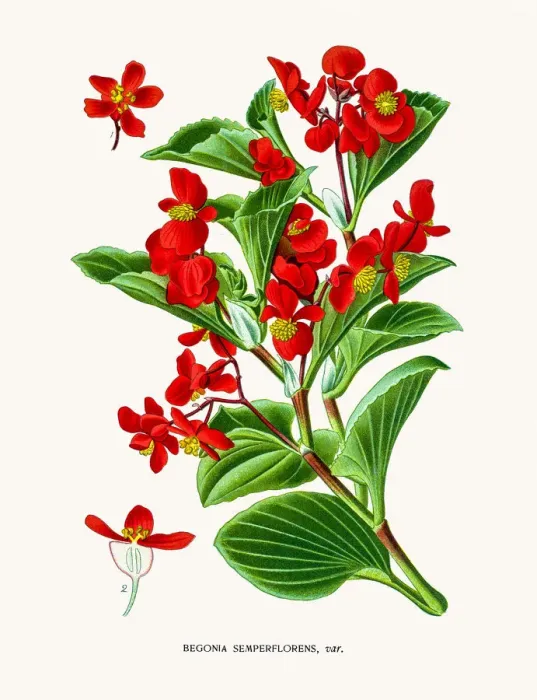 Framed Print : Begonia flower Framed Print : Begonia flower
