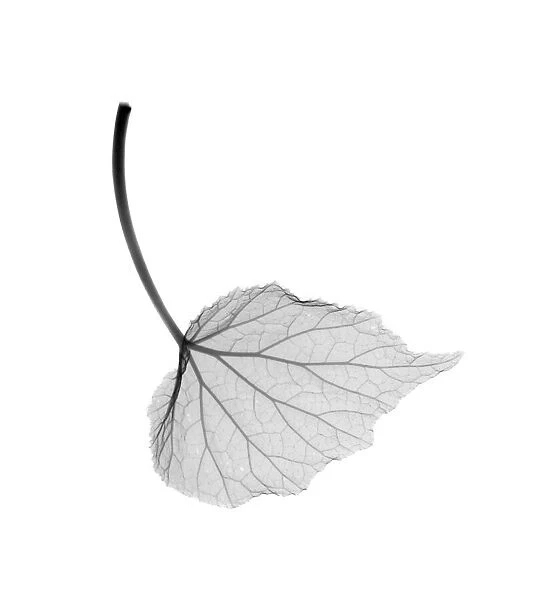 Begonia leaf, X-ray