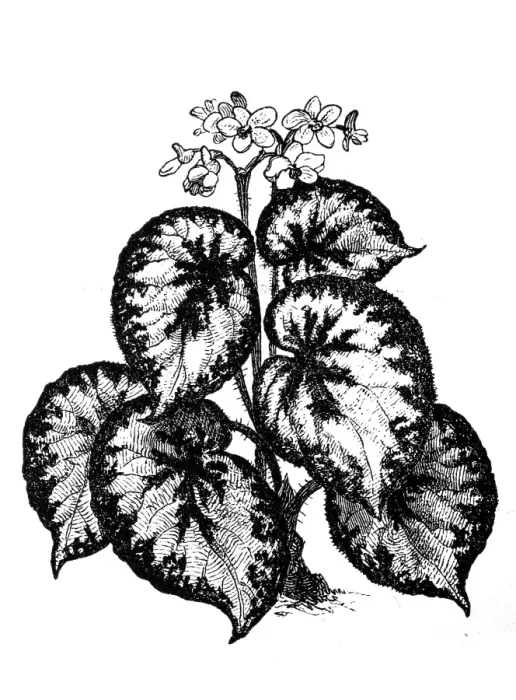 Framed Print : Begonia rex Framed Print : Begonia rex