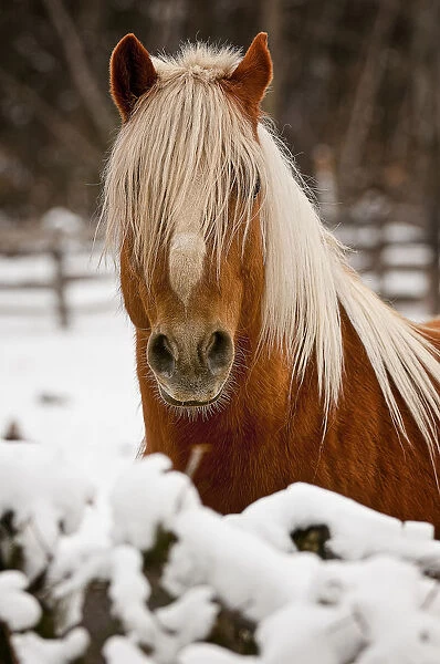Belgian Horse In Winter