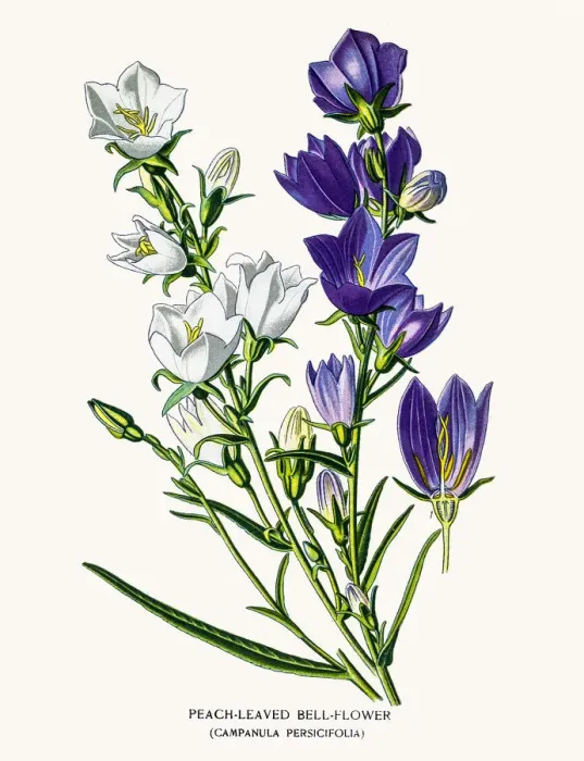 Framed Print : Bell flowers Framed Print : Bell flowers