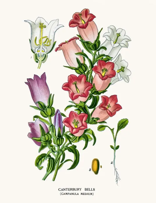 Framed Print : Bell flowers Framed Print : Bell flowers