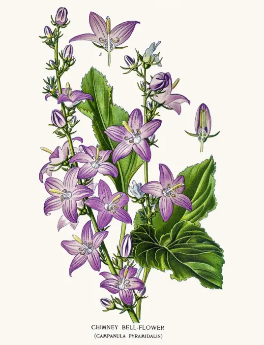 Framed Print : Bell flowers Framed Print : Bell flowers