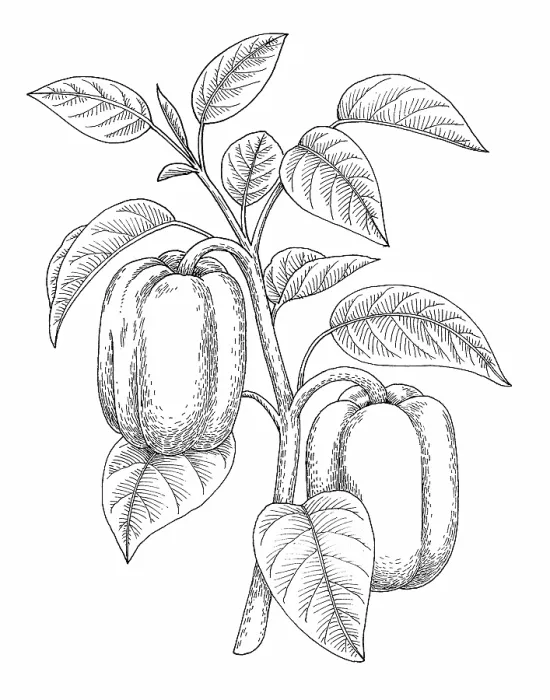Framed Print : Bell Pepper