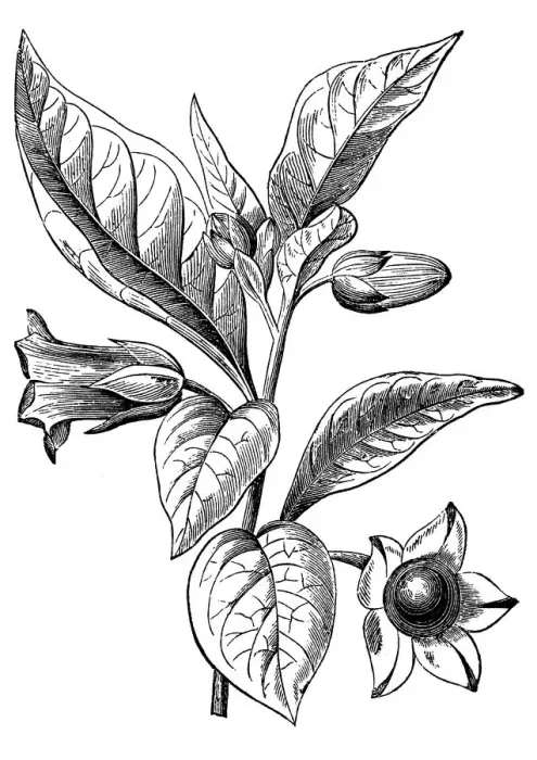 Framed Print : Belladona or Deadly Nightshade (Atropa belladonna)