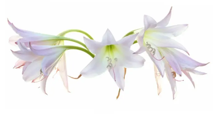 Framed Print : Belladonna Framed Print : Belladonna