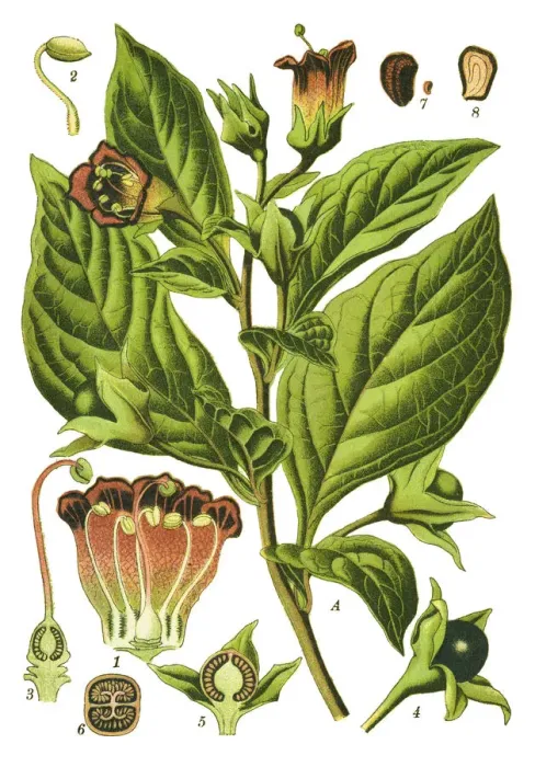 Framed Print : belladonna, deadly nightshade Framed Print : belladonna, deadly nightshade