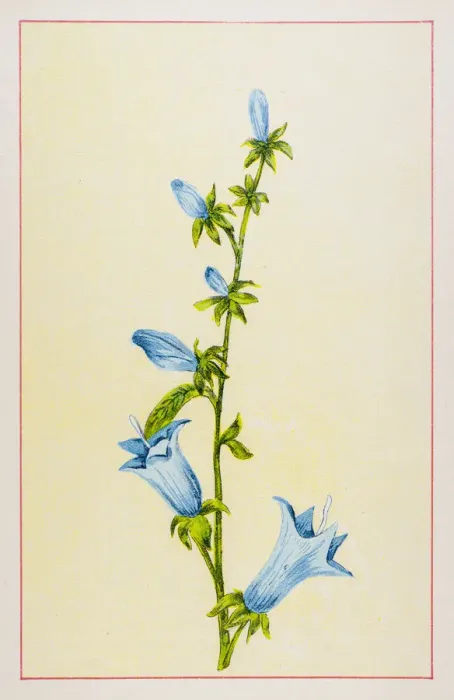 Framed Print : Bellflower Framed Print : Bellflower