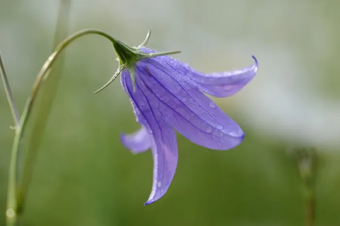 Framed Print : Bellflower -Campanula- Framed Print : Bellflower -Campanula-