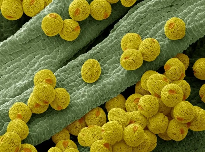 Framed Print : Bellflower pollen, SEM