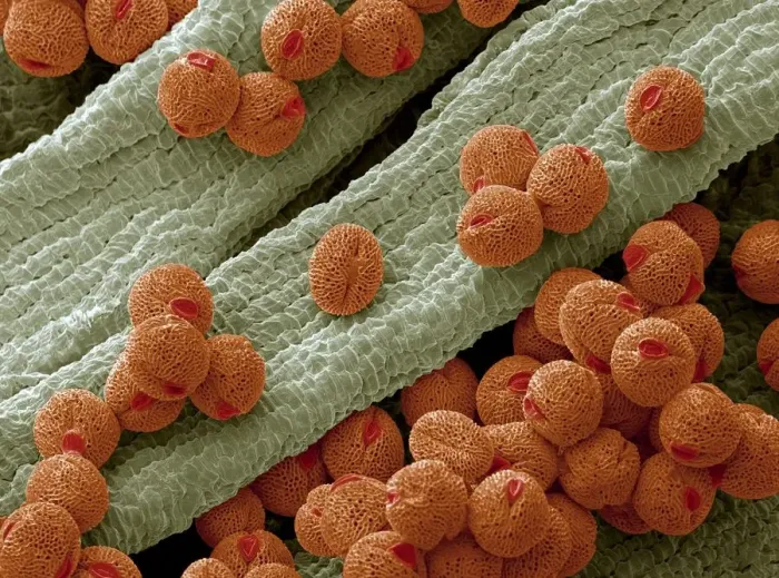 Framed Print : Bellflower pollen, SEM Framed Print : Bellflower pollen, SEM