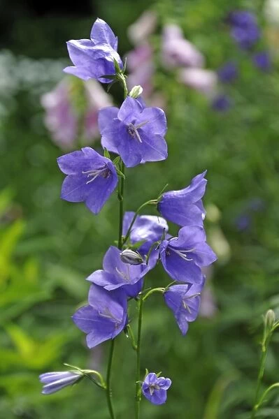 Bellflowers -Campanula sp. -, Middle Franconia, Bavaria, Germany