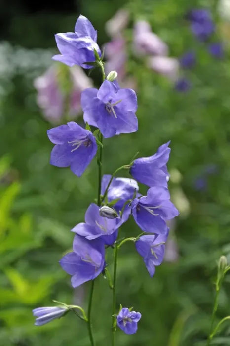 Framed Print : Bellflowers -Campanula sp. -, Middle Franconia, Bavaria, Germany Framed Print : Bellflowers -Campanula sp. -, Middle Franconia, Bavaria, Germany