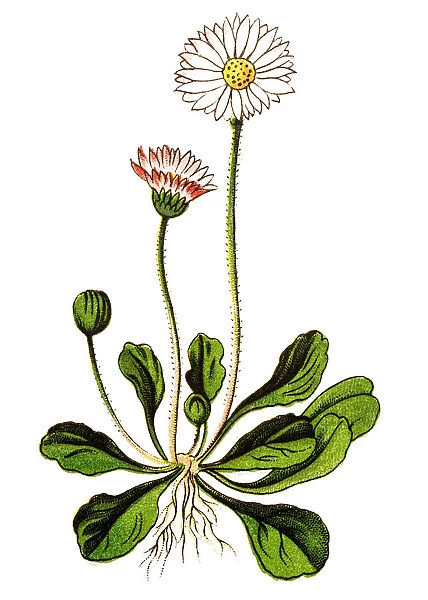 Bellis perennis, common daisy, lawn daisy or English daisy