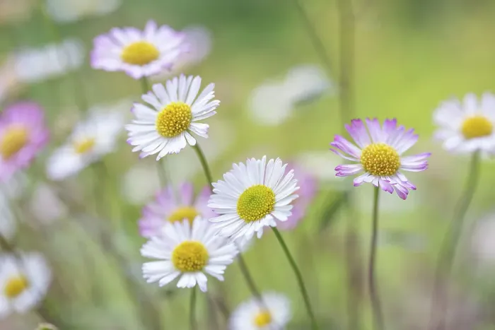 Framed Print : Bellis Perennis (Daisy) Framed Print : Bellis Perennis (Daisy)