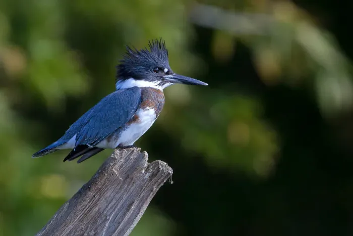 Framed Print : Belted kingfisher Framed Print : Belted kingfisher