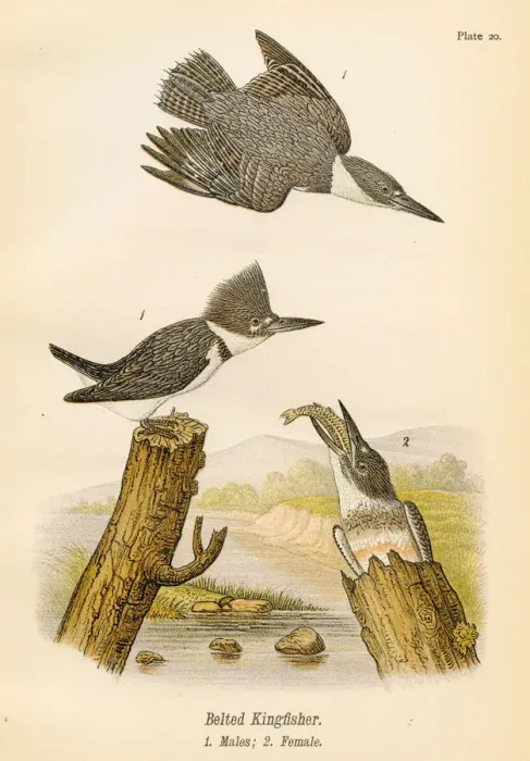 Framed Print : Belted kingfisher bird lithograph 1890 Framed Print : Belted kingfisher bird lithograph 1890