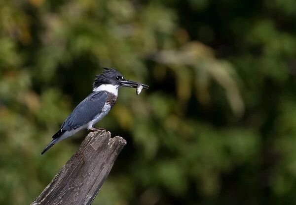 Belted Kingfisher with fish (Megaceryle alcyon)