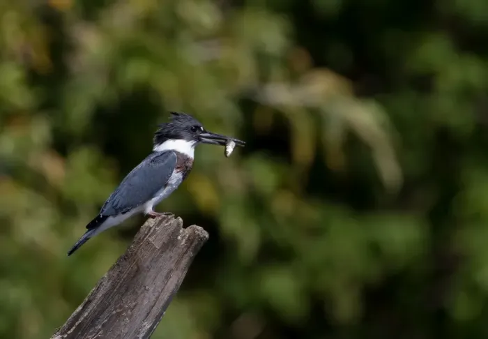 Framed Print : Belted Kingfisher with fish (Megaceryle alcyon)