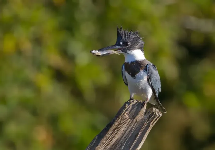 Framed Print : Belted Kingfisher with fish (Megaceryle alcyon)