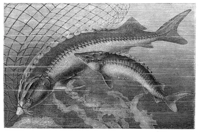 Framed Print : Beluga sturgeon (left) and European sturgeon Framed Print : Beluga sturgeon (left) and European sturgeon