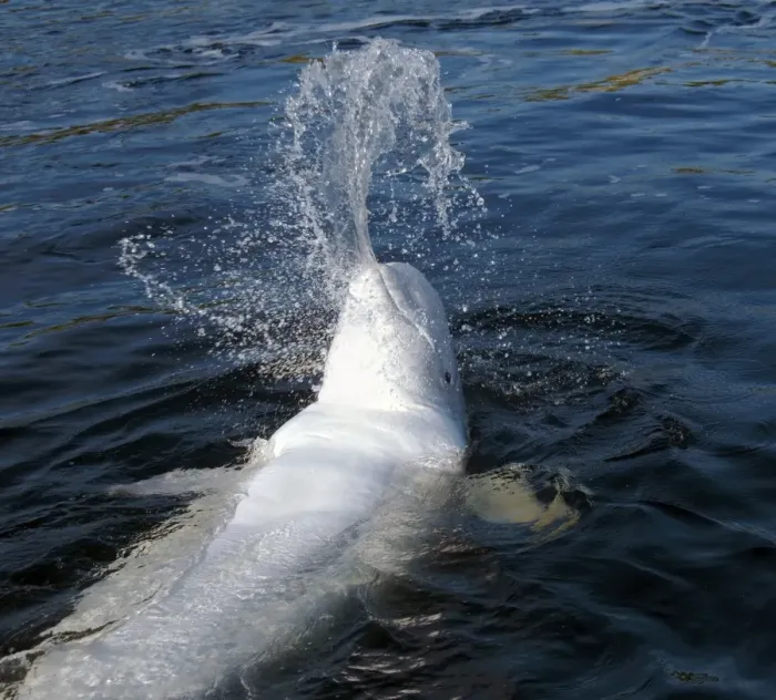 Framed Print : Beluga whale -Delphinapterus leucas-, Kareliya, Russia, White Sea, Arctic Framed Print : Beluga whale -Delphinapterus leucas-, Kareliya, Russia, White Sea, Arctic
