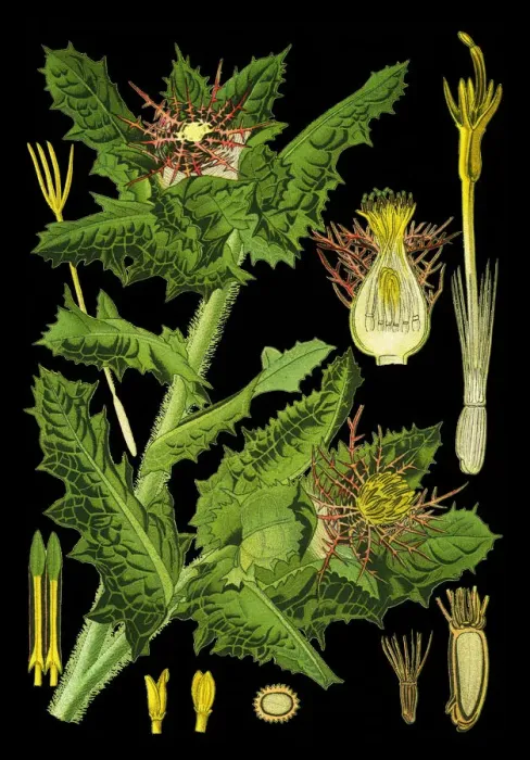 Framed Print : Benedicts thistle, blessed thistle, holy thistle, spotted thistle Framed Print : Benedicts thistle, blessed thistle, holy thistle, spotted thistle