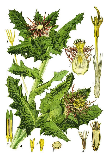 Benedicts thistle, blessed thistle, holy thistle, spotted thistle