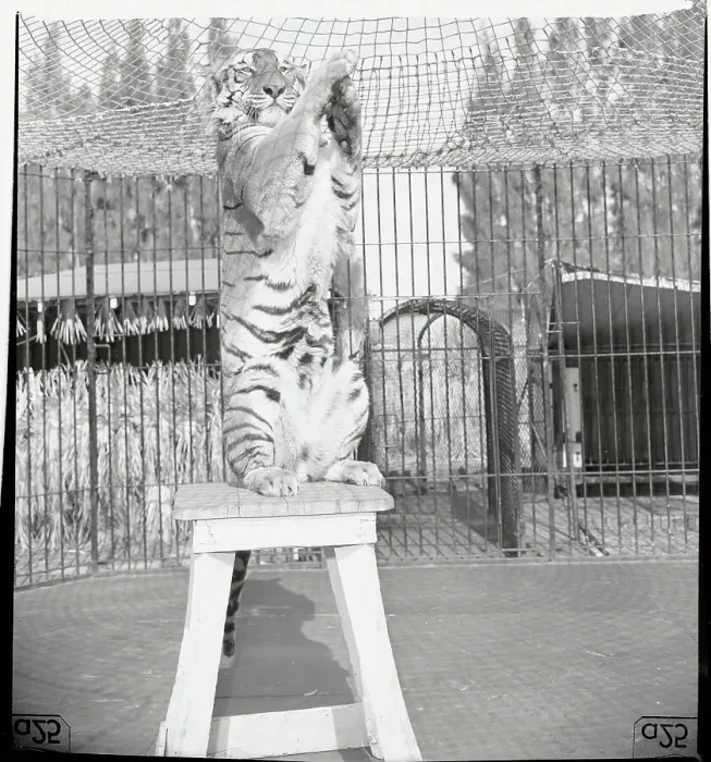 Framed Print : Bengal Tiger Clapping His Hands Framed Print : Bengal Tiger Clapping His Hands