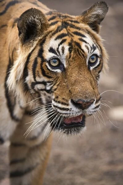 Bengal Tiger -Panthera tigris tigris-, Ranthambore Tiger Reserve, India