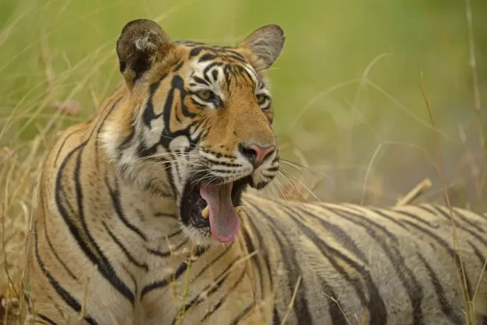 Framed Print : Bengal Tiger -Panthera tigris tigris-, yawning, Ranthambhore National Park, Sawai Madhopur, India Framed Print : Bengal Tiger -Panthera tigris tigris-, yawning, Ranthambhore National Park, Sawai Madhopur, India